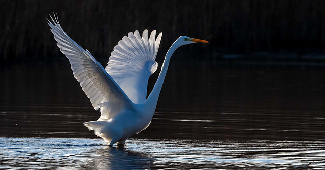 Great white egret