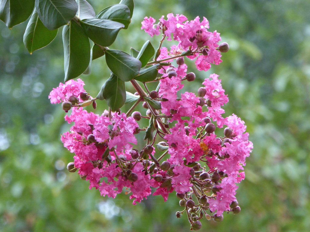 Lagerstroemia