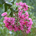 Lagerstroemia