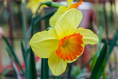 Premières fleurs sur ma terrasse (1)