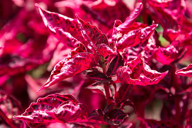 20140801 4527VRAw [D~E] Buntnessel (Coleus) ???, Gruga-Park, Essen