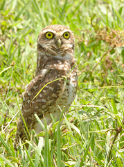 IMG 0002-1owl