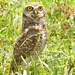 IMG 0002-1owl