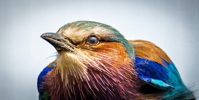 Lilac breasted roller bird3