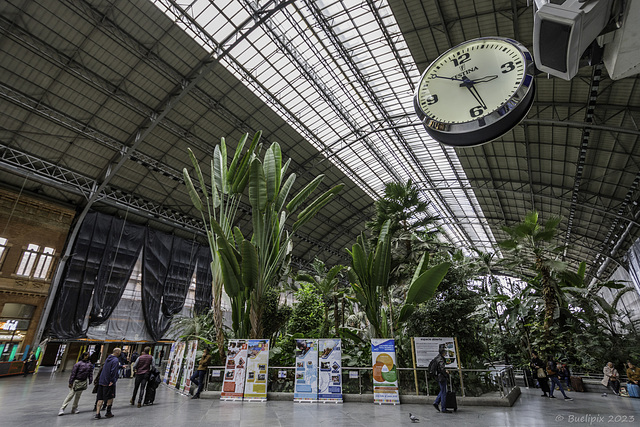 Estación de tren Madrid - Jardín tropical de Atocha (© Buelipix)