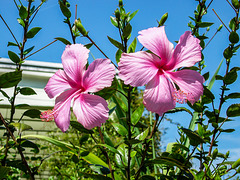 Hibiskus