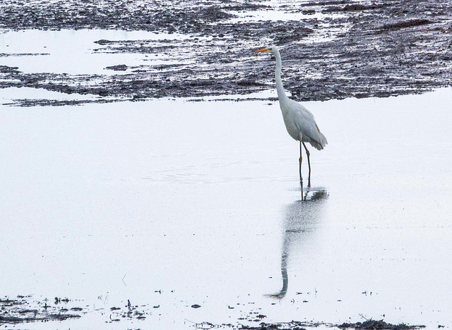 Great white egret