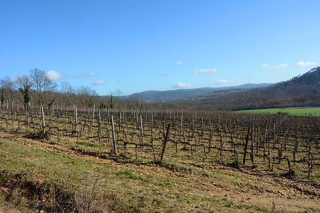 Italy, San Galgano, Vineyard in January