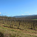 Italy, San Galgano, Vineyard in January