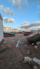 Chats errants et oiseaux de mer / Homeless cats with seabirds