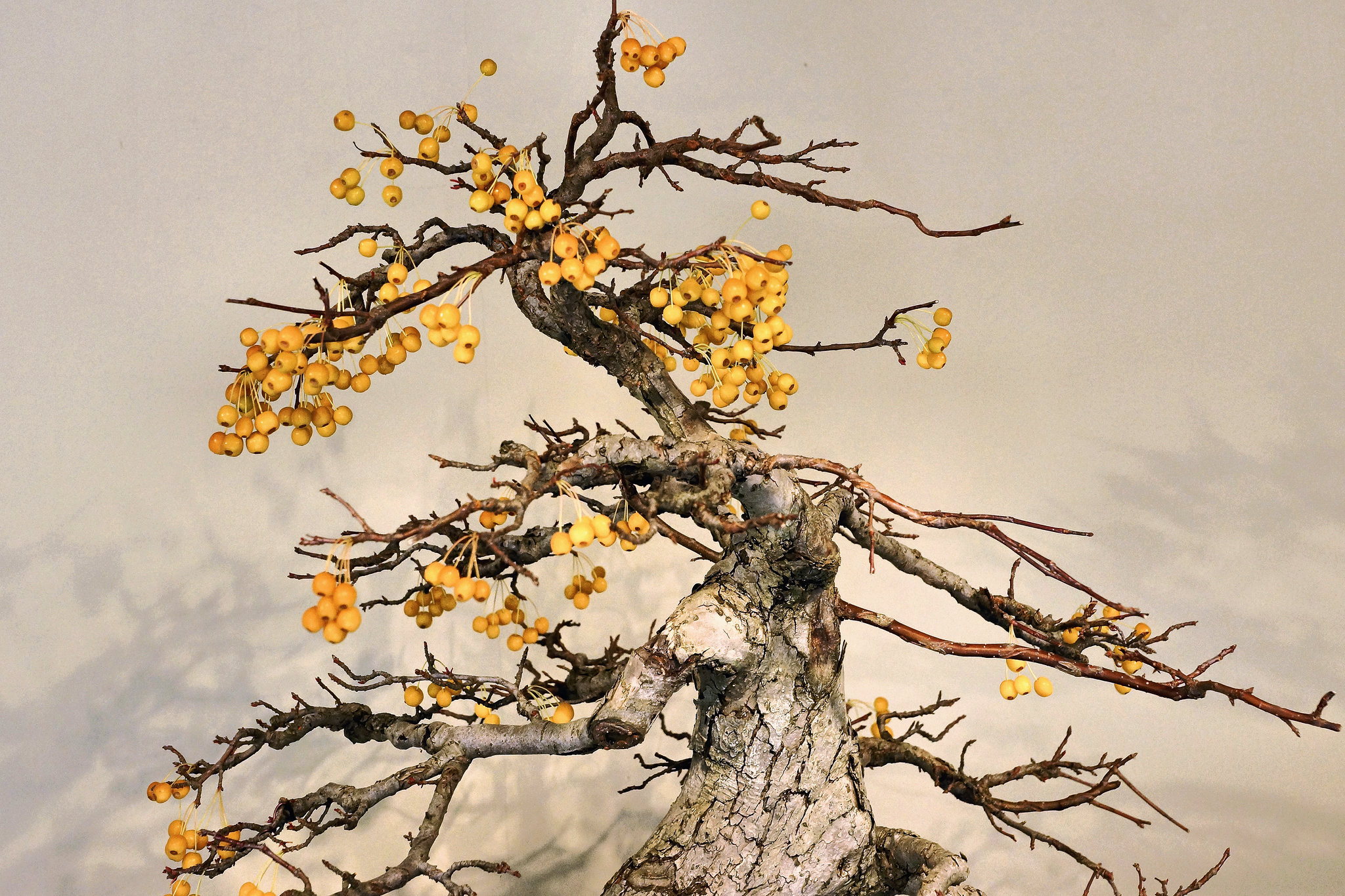 Bonsai Crab Apple Tree – United States National Arboretum, Washington, DC
