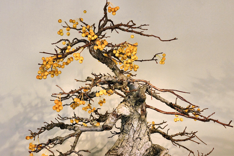 Bonsai Crab Apple Tree – United States National Arboretum, Washington, DC