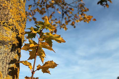lumière d'automne