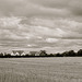 New houses near Gnosall