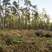 Binton Woods autumn panorama