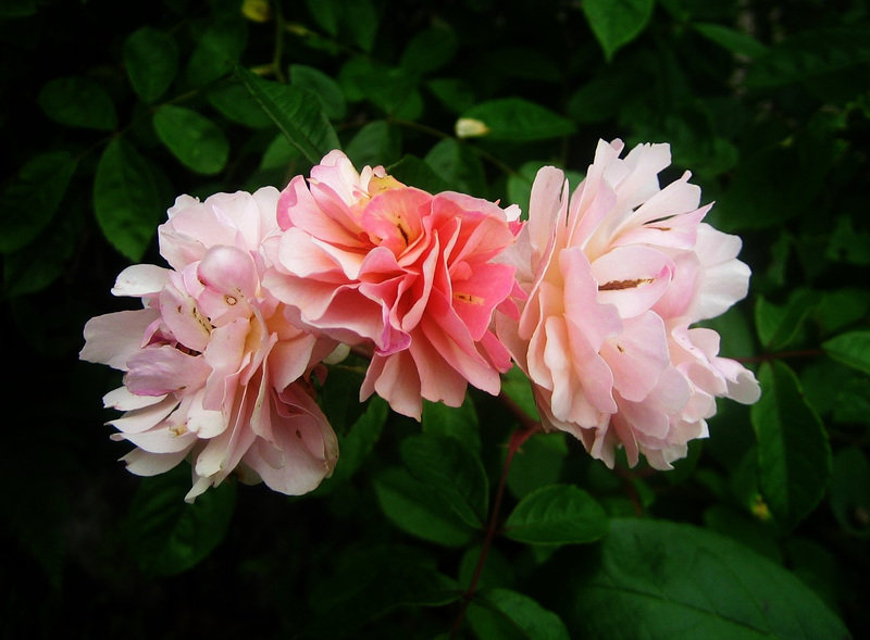 Roses du jardin