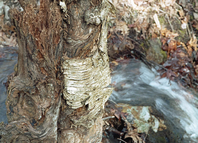Birch Trunk along the Creek