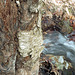 Birch Trunk along the Creek