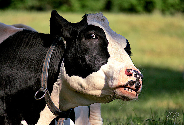 Fin d'après midi chez les vaches