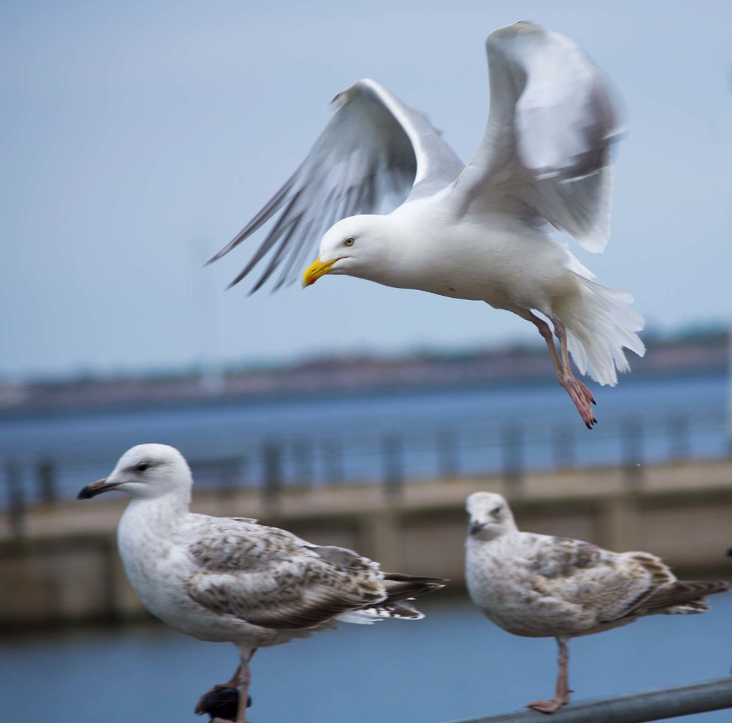 Seagull May set (45)