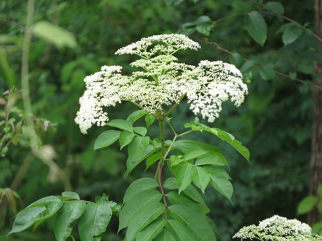 Elderberry flowers