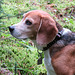 Maggie, bush-whacking Beagle