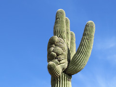 Crested Saguaro