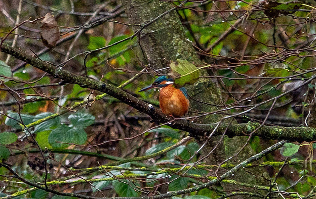 Kingfisher, sadly it sat behind a leaf and wouldn't move