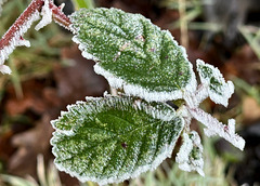 Heute Frost und durchgehend starker Nebel,