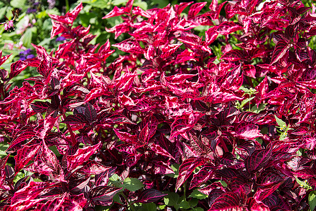 20140801 4528VRAw [D~E] Buntnessel (Coleus) ???, Gruga-Park, Essen