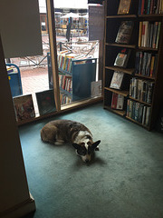 bookstore dog
