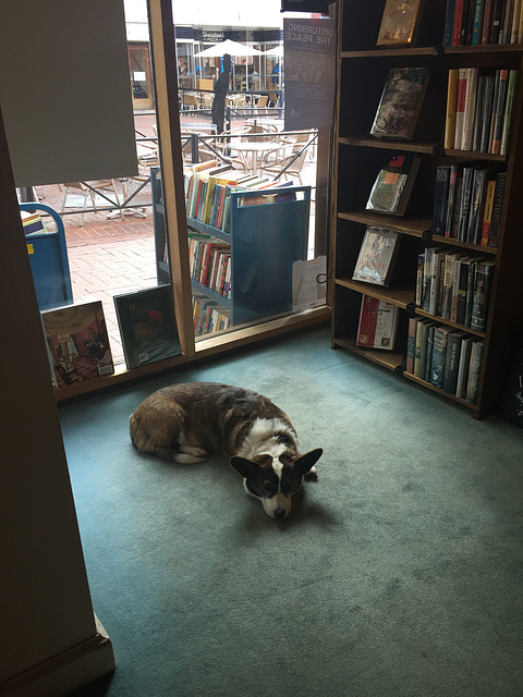 bookstore dog