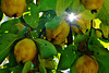 Ein Lichtblick im Quittenwald - Light rays in the quince grove