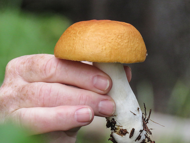 Our leader with a Bolete