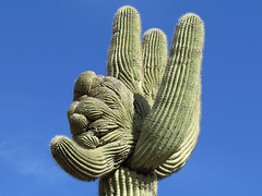 Crested Saguaro