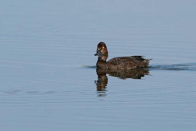 DSC09060a