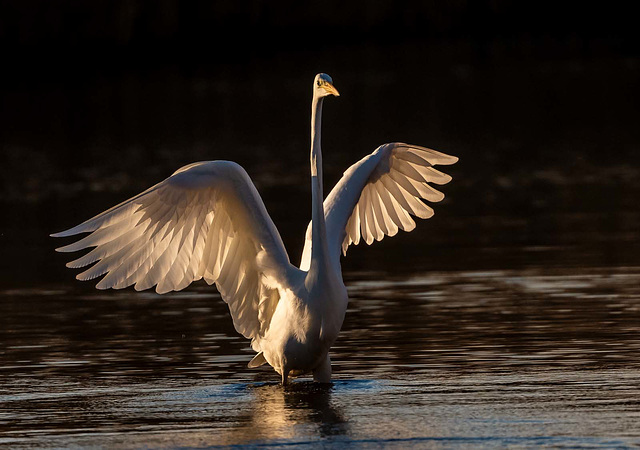 Great white egret