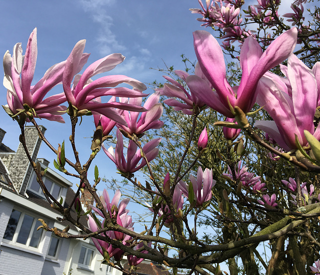 Magnolia