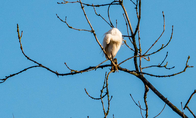 Little egret