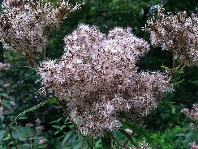 20140903 027Hw [D~SHG] Wesergebirge, Rinteln