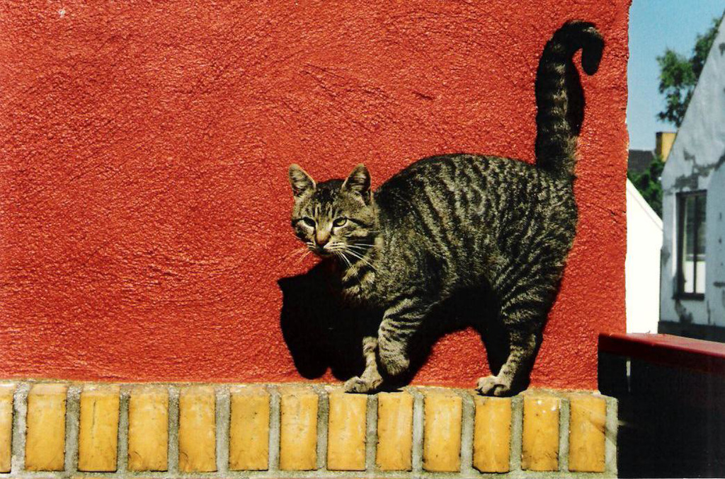 Dorfkater vor roter Hauswand (1)