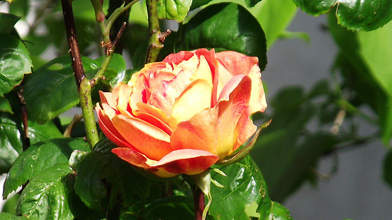 Lovely old rose