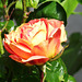 Lovely old rose
