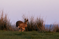 Brown Hare