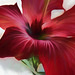 hibiscus processed for wide monitor wallpaper