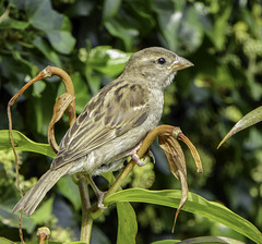 One of our garden Sparrows
