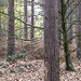 Stitched view through trees of Binton Woods in panorama