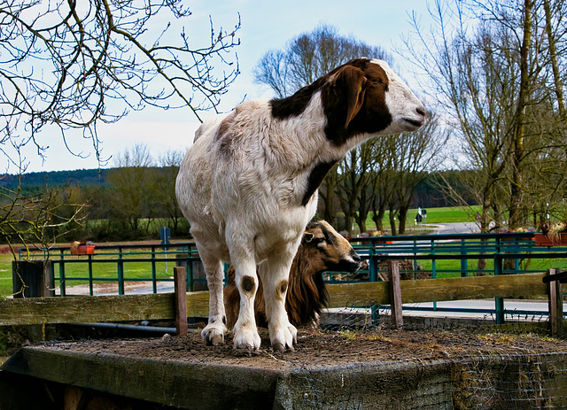 Sie und Er