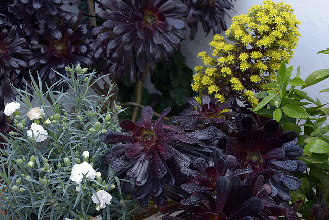 Aeonium arboreum var. atropurpureum 'Schwarzkopf' DSC1618