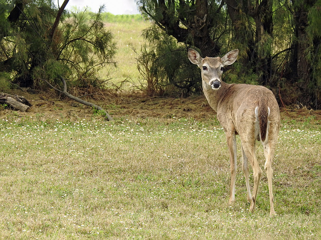 Day 5, White-tailed Deer, King Ranch, Norias Division